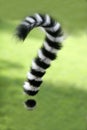 Ring tailed lemur Madagascar. Question mark tail Royalty Free Stock Photo