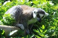 Ring Tailed Lemur - Marwell Zoo