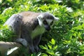 Ring Tailed Lemur - Marwell Zoo