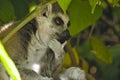 Ring Tailed Lemur at Melbourne Zoo