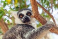 Ring-tailed lemur monkey Lemur catta on the tree Royalty Free Stock Photo