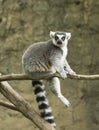 Ring tailed lemur in zoo Royalty Free Stock Photo