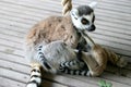 Ring-tailed Lemur mother and playing twins