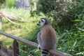 ring-tailed lemur in open zoo area