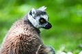 Ring-tailed Lemur, originally from Madagascar, is recognisable by its black and white-ringed tail