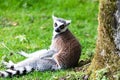 Ring-tailed Lemur, originally from Madagascar, is recognisable by its black and white-ringed tail