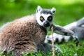 Ring-tailed Lemur, originally from Madagascar, is recognisable by its black and white-ringed tail Royalty Free Stock Photo