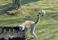 Ring-Tailed Lemur Royalty Free Stock Photo