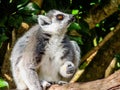 Ring tailed lemur at play among the trees, captivity, Auckland,
