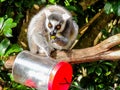 Ring tailed lemur Lemur catta at play among the trees, captivi
