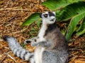 Ring tailed lemur at play among the trees, captivity, Auckland,