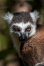 Ring-tailed lemur portrait Lemur catta, Anja Reserve, Madagascar Royalty Free Stock Photo