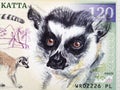 Ring-tailed lemur a portrait from money