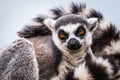 Ring tailed lemur portrait Royalty Free Stock Photo