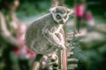 Ring tailed lemur portrait sitting on a fence. Blurred background Royalty Free Stock Photo