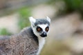 Portrait of very alert Ring-tailed Lemur Primate