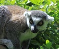 Ring Tailed Lemur ready to pounce Royalty Free Stock Photo