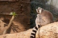 Ring-tailed Lemur Royalty Free Stock Photo