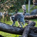 Ring-tailed lemur Royalty Free Stock Photo