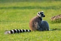 Ring-tailed lemur Royalty Free Stock Photo