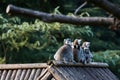 Ring-tailed lemur Royalty Free Stock Photo