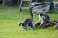 Ring-tailed lemur Royalty Free Stock Photo