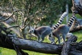 Ring-tailed lemur Royalty Free Stock Photo