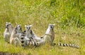 Ring-tailed Lemur's Royalty Free Stock Photo