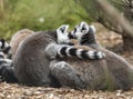 Ring Tailed Lemur's.