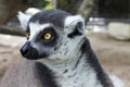 Ring tailed lemur at a safari park in bangkok