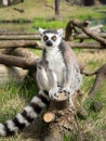 Ring-tailed lemur