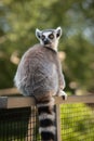 Ring-Tailed Lemur Sits on Fence in Zoological Garden