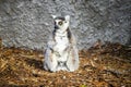 Ring-tailed lemur sitting against a wall