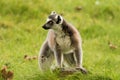 A Ring Tailed Lemur sitting alone.