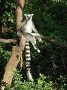 Ring-tailed Lemur Sitting on Branch Royalty Free Stock Photo