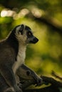 a ring tailed lemur sitting on a branch near some trees