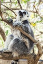 Ring-tailed Lemur, sitting on a branch in a zoo Royalty Free Stock Photo