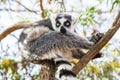 Ring-tailed Lemur, sitting on a branch in a zoo Royalty Free Stock Photo