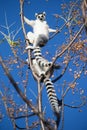 Ring-tailed Lemur sitting on branches