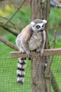 Ring-tailed lemur sitting on a fence in a Zoo Royalty Free Stock Photo