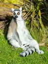 Ring-tailed lemur sitting on the grass