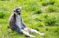 Ring tailed lemur sitting on the grass