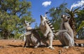 Ring-tailed lemur sitting on the ground. Madagascar.