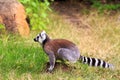 Ring tailed lemur sitting on the ground in Madagascar