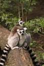 Ring-tailed lemur sitting on a log