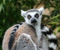 Ring Tailed Lemur in sitting position Royalty Free Stock Photo