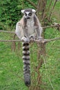Ring-tailed lemur sitting on a rope in a Zoo Royalty Free Stock Photo