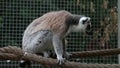 Ring tailed lemur is sitting on rope in zoo looking around