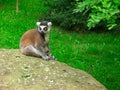 Ring-tailed lemur sitting on stone