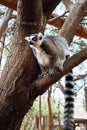 Ring-tailed lemur on a tree Royalty Free Stock Photo